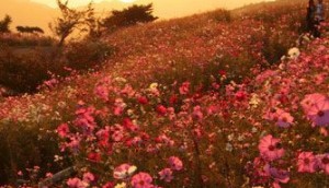 The Good Land – The Destruction of Jericho The Good Land – The Destruction of Jericho