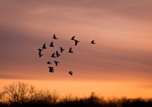 Migration Testimonies Migration Testimonies
